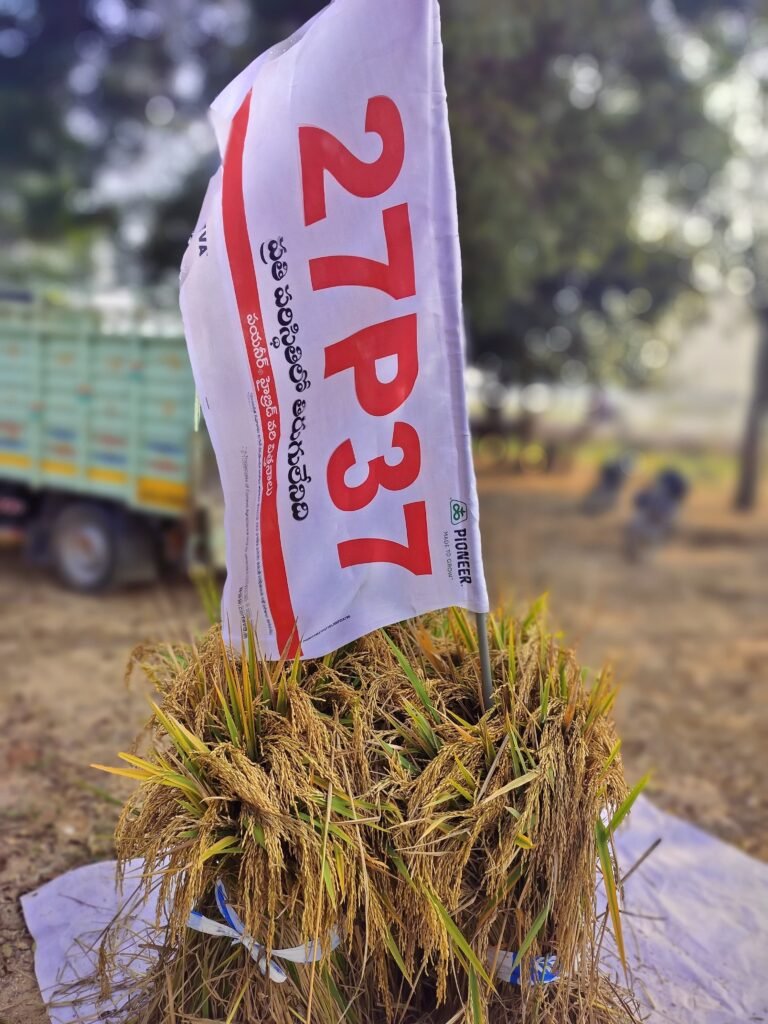 అక్షర న్యూస్ : వరి 27పీ37 పండించి రైతులు అధిక దిగుబడి సాధించాలి..